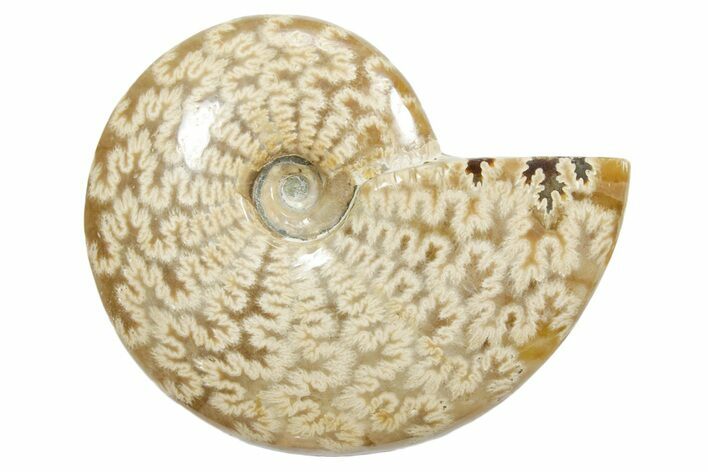 Polished Ammonite (Cleoniceras) Fossil - Madagascar #348500